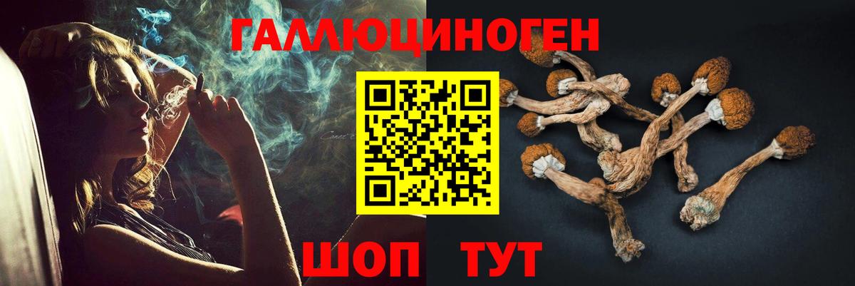 Галлюциногенные грибы Psilocybe Электрогорск